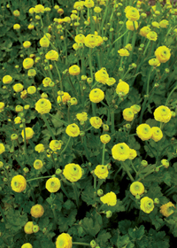 Ranunculus repens 'Flore Pleno'